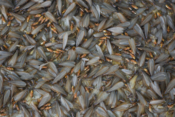 Lots of winged insects, termites, alates on the ground.