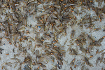 Lots of winged insects, termites, alates on the ground.
