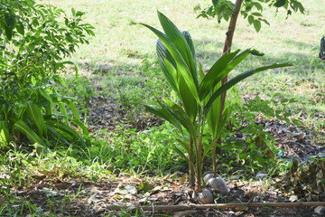 Small coconut trees are being planted.
