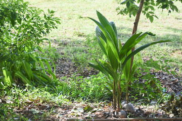 Small coconut trees are being planted.