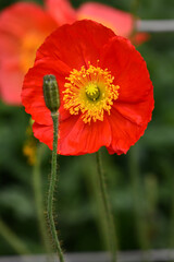 Fototapeta premium Red Yellow Flower Behind Bud Green Field