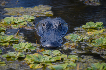 Alligator in the marsh water