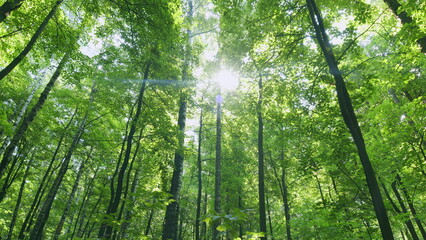 Thick deciduous forest. Wild green nature in a shady deciduous forest in the summer season. Time...
