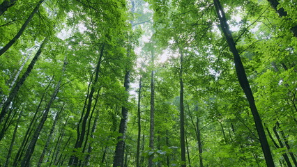 Trees growing in the forest. Beautiful woodland scenery in amazing colours of fall season. Time...