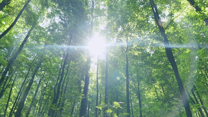 Thick deciduous forest. Wild green nature in a shady deciduous forest in the summer season. Time...