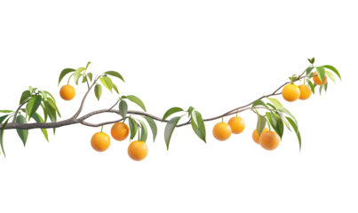 Ramo di un albero di aranci, su sfondo trasparente, cut out