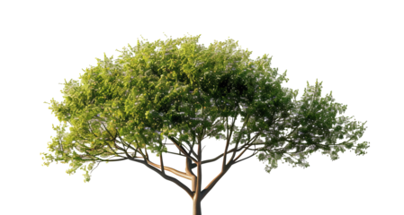 Grande albero verde, cut out. su sfondo trasparente.