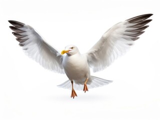 Fototapeta premium Seagull bird isolated on white background