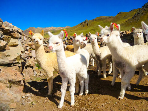COSECHA DE LANA EN LA REGION AYAUCHO, PERU.