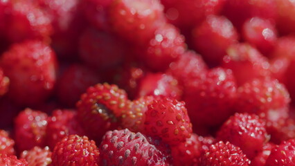 Wild red strawberries picked in the forest. Fresh vitamins in food. Close up.