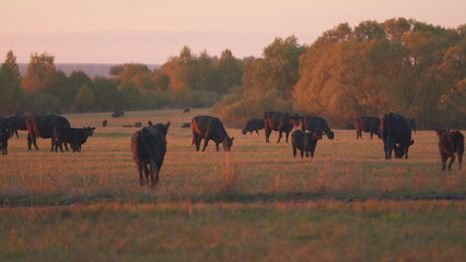 Cows at pasture. Green field background with animal eating grass. Cow in meadow during sunset....