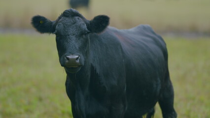 Black angus beef cow. Cow on a green summer pasture. Black cows stand grazing on meadow field. Selective focus.