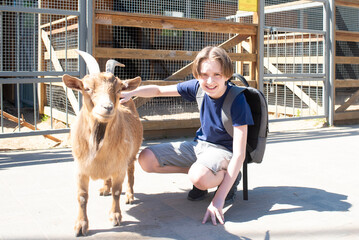 an 11 years old boy petting a goat on a farm or zoo