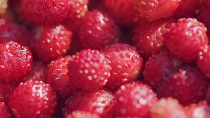 Lots of berries. Wild strawberries. Red small berries from wild forest. Close up. Pan.