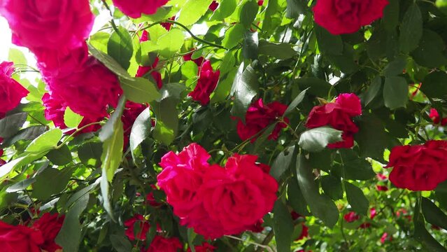 A rose is either a woody perennial flowering plant of genus Rosa. Bright pink, crimson and magenta double roses grow as a bush in park or in yard. Sunny summer day. Lots of rosebuds. Lush flowering