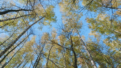 Obraz premium Yellow leaves in october season sun in blue sky. Beautiful, sunny autumn in park. Low angle view.