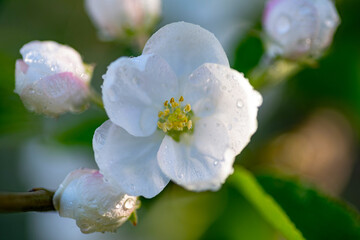 vibrant apple tree adorned with blossoms, exuding the essence of nature's renewal and beauty