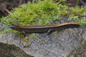 Closeup on a Western Red-backed , Plethodon vehiculum, Oregon , Pacific West coat