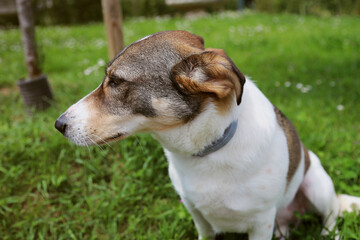 Dog outdoors on green grass in summer