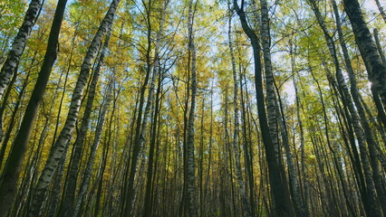 Beautiful autumn forest. Beautiful autumn landscape with fallen dry leaves as panorama background. Pan.