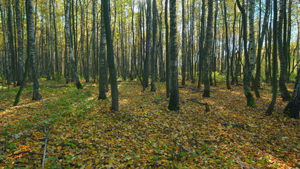 Obraz premium Autumn forest in sunlight with beautiful orange foliage. Sunrise in autumn forrest on tree background. Pan.