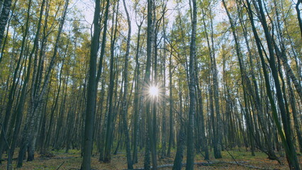 Sun sunlight through woods and trees in autumn forest landscape. Timelapse.