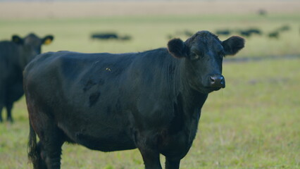 Adult black cow eating grass in a meadow. Cute black cow in pasture. Static view.