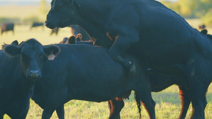 Black angus beef cow having sex. Cow on a green summer pasture. Black cows stand grazing on meadow...