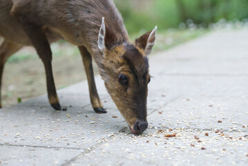 Focused Deer Feasting in it's Natural Habitat