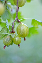 Branch bush of gooseberry with ripe berries isolated.