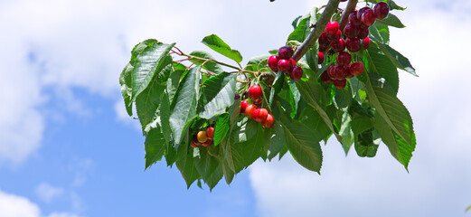 Cherry tree branch isolated on blue sky background.