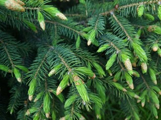 Fresh green fir branches