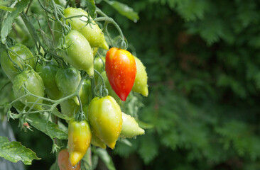 Ripe green and red tomatoes hanging in the garden. Bush tomatoes Tarasenko