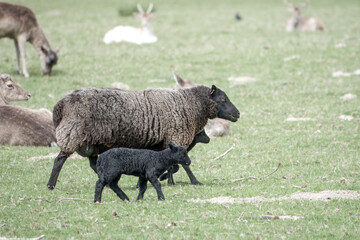 black sheep ewe with cute lambs and fallow deer in the background