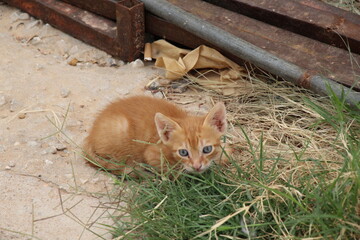 cat