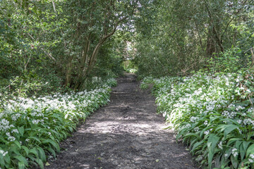 footpath through flowering allium ursinum known as wild garlic a beautiful and edible plant in its...