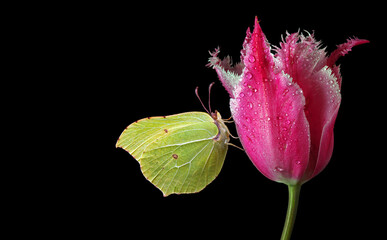 Bright yellow butterfly on a red tulip flower in water drops isolated on black. Brimstones...