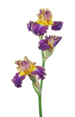 bright colorful iris flower isolated on white. 