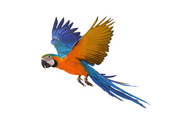 Colorful flying Blue and Gold Macaw parrot isolated on transparent background png file © Passakorn