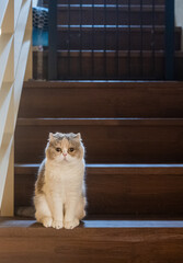 A cute calico cat sitting on the stairs