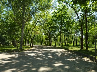 Shady alley in the park