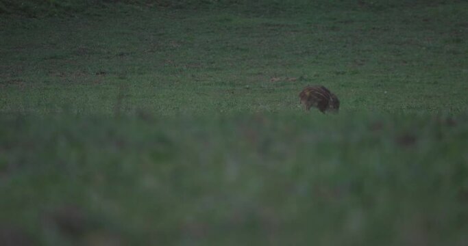Baby wild boar cute piglets close-up running in green meadow at dusk