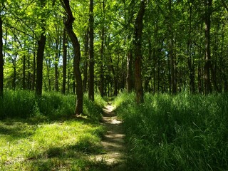Footpath in the forest
