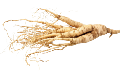 Ginseng roots on white background