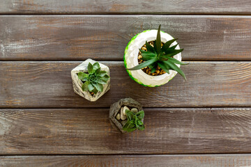 Small succulents plant in concrete pot isolated on white background