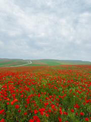 Beautiful flowers of red poppies in the mountains. Spring landscape