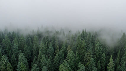 Fototapeta premium Foggy Evergreen Forest in Pacific Northwest