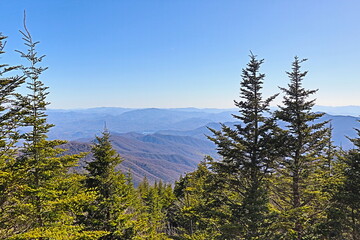 Trees in the Mountain
