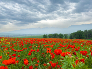 Poppy field in the mountains against a dramatic sky. Kyrgyzstan. Natural landscape