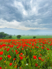 Poppy field in the mountains against a dramatic sky. Kyrgyzstan. Natural landscape